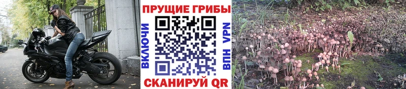 сайты даркнета наркотические препараты Апатиты Галлюциногенные грибы Psilocybe хочу наркоту